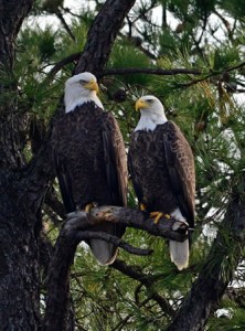 photo courtesy of Monmouth County Park System