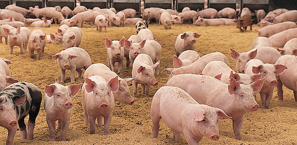 pig-herd